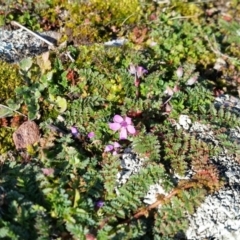 Erodium cicutarium at Yass River, NSW - 13 Aug 2019