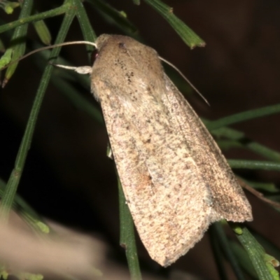 Mythimna (Pseudaletia) convecta (Common Armyworm) at Lilli Pilli, NSW - 10 Aug 2019 by jbromilow50