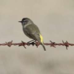 Acanthiza chrysorrhoa (Yellow-rumped Thornbill) at Braidwood, NSW - 13 Aug 2019 by LisaH