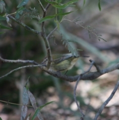 Acanthiza lineata (Striated Thornbill) at Mongarlowe, NSW - 13 Aug 2019 by LisaH