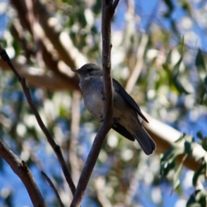 Colluricincla harmonica at Mongarlowe, NSW - 13 Aug 2019