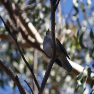 Colluricincla harmonica at Mongarlowe, NSW - 13 Aug 2019