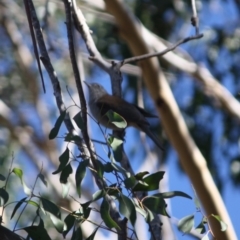 Colluricincla harmonica at Mongarlowe, NSW - 13 Aug 2019