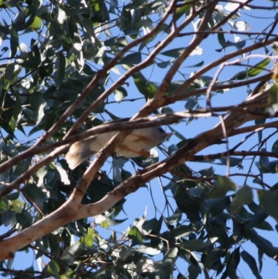 Manorina melanocephala (Noisy Miner) at Mongarlowe, NSW - 13 Aug 2019 by LisaH