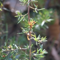 Grevillea juniperina subsp. villosa at Mongarlowe, NSW - 13 Aug 2019 by LisaH