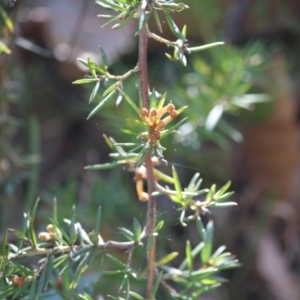 Grevillea juniperina subsp. villosa at Mongarlowe, NSW - 13 Aug 2019