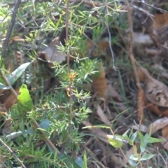 Grevillea juniperina subsp. villosa at Mongarlowe, NSW - 13 Aug 2019