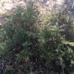 Grevillea juniperina subsp. villosa at Mongarlowe, NSW - 13 Aug 2019