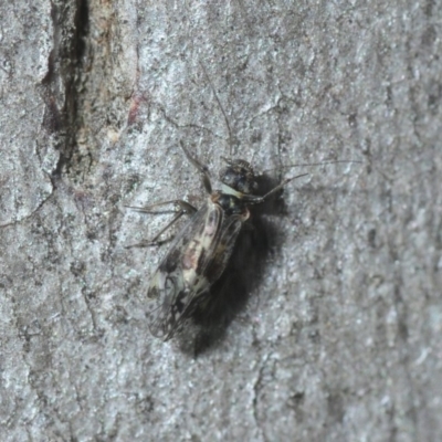 Psocodea 'Psocoptera' sp. (order) (Unidentified plant louse) at Hackett, ACT - 8 Aug 2019 by Harrisi