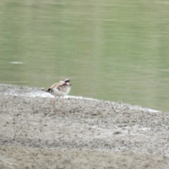 Thinornis melanops (Black-fronted Dotterel) at Molonglo Valley, ACT - 5 Feb 2019 by BenW
