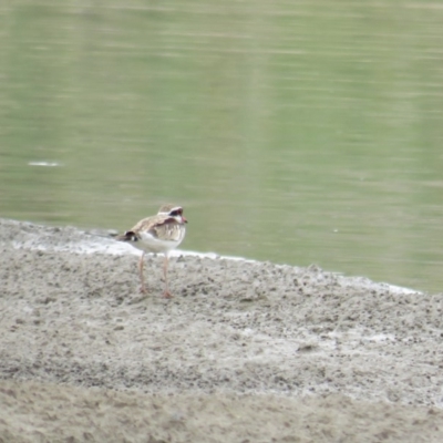 Thinornis melanops (Black-fronted Dotterel) at Molonglo Valley, ACT - 5 Feb 2019 by BenW