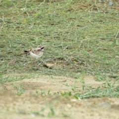 Charadrius melanops at Molonglo Valley, ACT - 5 Feb 2019