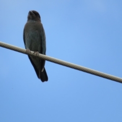 Eurystomus orientalis (Dollarbird) at Kingston, ACT - 5 Feb 2019 by BenW