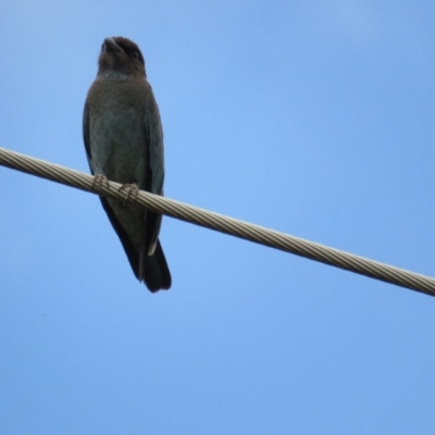 Eurystomus orientalis (Dollarbird) at Kingston, ACT - 5 Feb 2019 by BenW