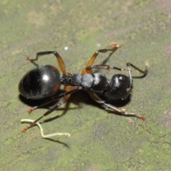 Polyrhachis femorata at Acton, ACT - 7 Aug 2019