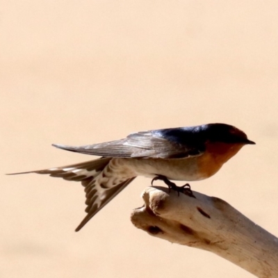 Hirundo neoxena (Welcome Swallow) at Lilli Pilli, NSW - 9 Aug 2019 by jbromilow50