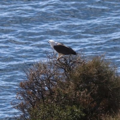 Haliaeetus leucogaster (White-bellied Sea-Eagle) at Guerilla Bay, NSW - 11 Aug 2019 by jbromilow50