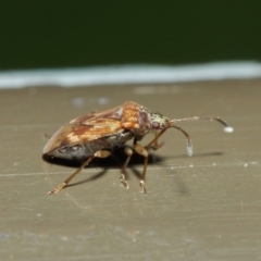 Miridae (family) (Unidentified plant bug) at Acton, ACT - 7 Aug 2019 by TimL