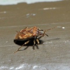 Miridae (family) at Acton, ACT - 7 Aug 2019