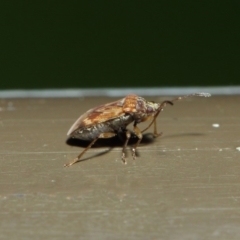 Miridae (family) at Acton, ACT - 7 Aug 2019