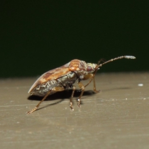 Miridae (family) at Acton, ACT - 7 Aug 2019 01:49 PM