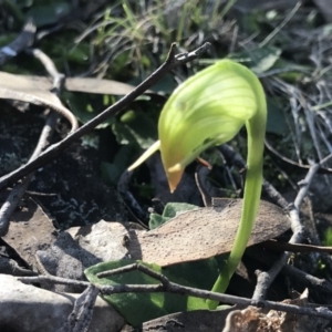 Pterostylis nutans at Hackett, ACT - suppressed