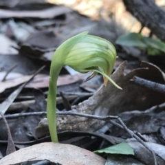 Pterostylis nutans at Hackett, ACT - suppressed