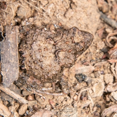 Crinia parinsignifera (Plains Froglet) at Kama - 14 Aug 2019 by SWishart