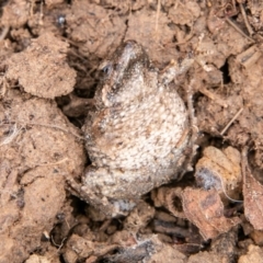 Crinia parinsignifera at Molonglo River Reserve - 14 Aug 2019 01:10 PM