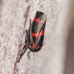 Eurymelops rubrovittata (Red-lined Leaf Hopper) at Kama - 14 Aug 2019 by SWishart