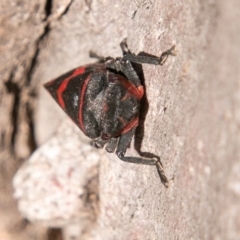 Eurymelops rubrovittata at Molonglo River Reserve - 14 Aug 2019