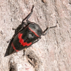 Eurymelops rubrovittata at Molonglo River Reserve - 14 Aug 2019