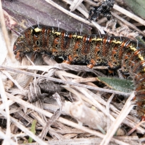 Apina callisto at Molonglo River Reserve - 14 Aug 2019