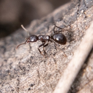 Papyrius nitidus at Whitlam, ACT - suppressed