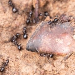 Papyrius nitidus at Whitlam, ACT - suppressed