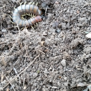 Cormocephalus aurantiipes at Yass River, NSW - 14 Aug 2019 04:29 PM