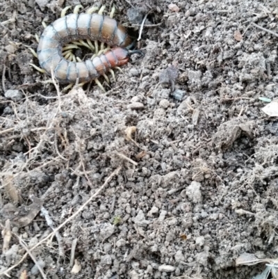 Cormocephalus aurantiipes (Orange-legged Centipede) at Rugosa - 14 Aug 2019 by SenexRugosus