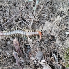 Cormocephalus aurantiipes at Yass River, NSW - 14 Aug 2019 04:29 PM