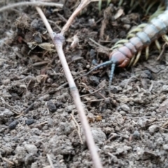 Cormocephalus aurantiipes at Yass River, NSW - 14 Aug 2019 04:29 PM