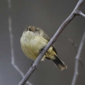 Acanthiza reguloides at Forde, ACT - 14 Aug 2019