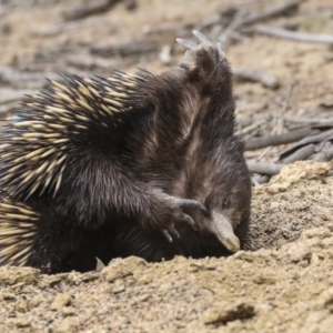 Tachyglossus aculeatus at Amaroo, ACT - 14 Aug 2019