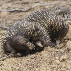 Tachyglossus aculeatus at Amaroo, ACT - 14 Aug 2019