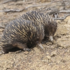 Tachyglossus aculeatus at Amaroo, ACT - 14 Aug 2019