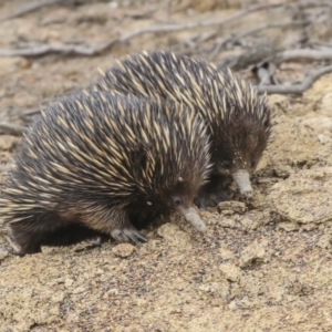 Tachyglossus aculeatus at Amaroo, ACT - 14 Aug 2019 12:01 PM