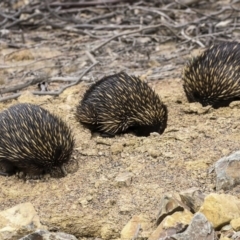 Tachyglossus aculeatus at Amaroo, ACT - 14 Aug 2019 12:01 PM