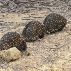 Tachyglossus aculeatus at Amaroo, ACT - 14 Aug 2019