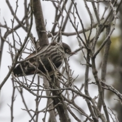 Daphoenositta chrysoptera (Varied Sittella) at Amaroo, ACT - 14 Aug 2019 by Alison Milton