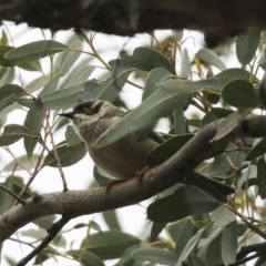 Melithreptus brevirostris (Brown-headed Honeyeater) at Amaroo, ACT - 14 Aug 2019 by Alison Milton