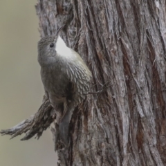 Cormobates leucophaea (White-throated Treecreeper) at Amaroo, ACT - 14 Aug 2019 by Alison Milton