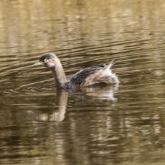 Tachybaptus novaehollandiae (Australasian Grebe) at Amaroo, ACT - 14 Aug 2019 by Alison Milton